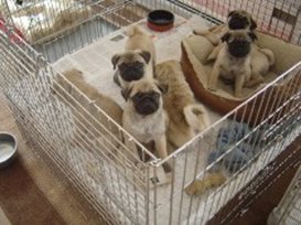 dog kennel puppies